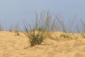 Sand dune on the shores of the Mediterranean Sea in northern Israel.