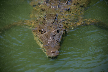 crocodile in the water