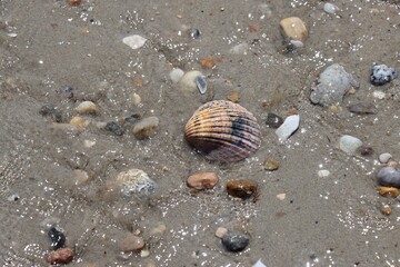 shell on the beach