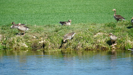 Ente, Enten in der Landschaft, Enten am Wasser