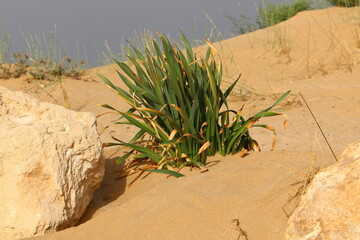 Sand dune on the shores of the Mediterranean Sea in northern Israel.