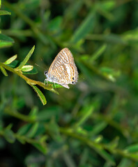 little butterflies continue their generation in small parks in the city