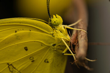 grass yellow butterfly