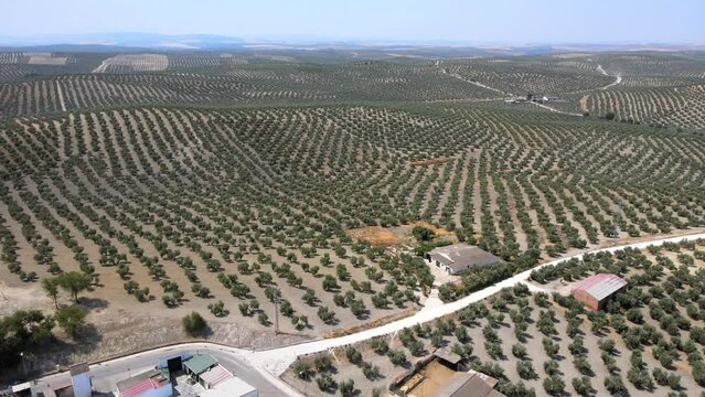 A camera drone flies over olive tree plantations near Bujalance, Andaluc&iacute;a, Spain