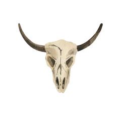 Skull bull.  Watercolor hand-drawn illustration. Isolated object on a white background. Perfect for your design.