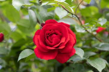 Red rose flower