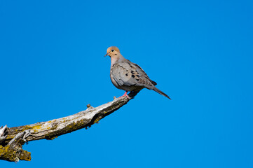 Mourning Dove, Zenaida macroura, perched on a branch in the sunlight with blue sky