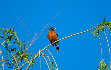American Robin, Turdus migratorius, perched on a branch in the blue sky