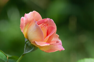 Tea rose bud