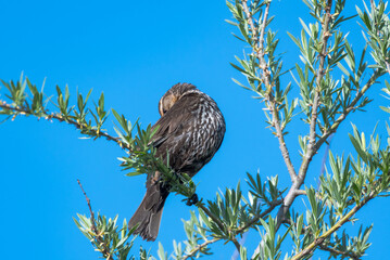 Red-winged Blackbird cleaning her feathers perched on a shrub in the blue sky.