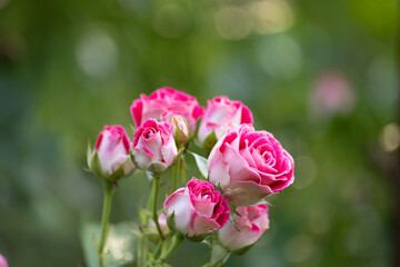Bunch of  pink roses on a green garden background