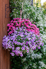 A gorgeous calibrachoa bushs in a hanging baskets. Pots of bright calibrachoa flowers hanging on a wooden wall, vertical. Flower pots in a hanging pot on the garden.