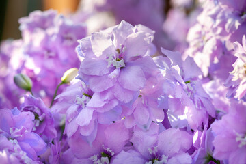 Floral background Delphinium in the garden. Beautiful summer flowering lilac delphinium flowers lit by sun, close up