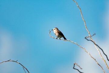 Cute small gray bird perched on a branch in the blue sky, White-headed Marsh Tyrant.