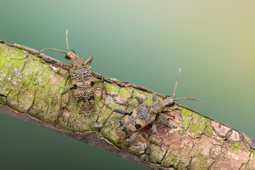 a longhorn beetle - Rhagium mordax