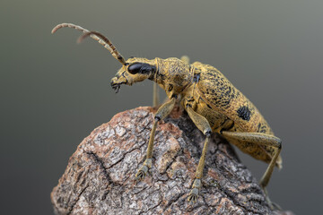 a longhorn beetle - Rhagium mordax