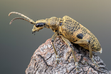 a longhorn beetle - Rhagium mordax