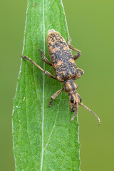 a longhorn beetle - Rhagium sycophanta