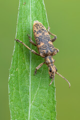 a longhorn beetle - Rhagium sycophanta