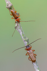 a longhorn beetle - Phymatodes testaceus