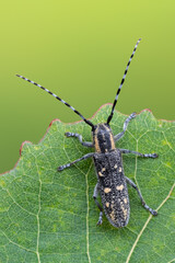 a longhorn beetle - Saperda populnea