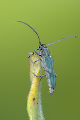 a longhorn beetle - Phytoecia coerulescens