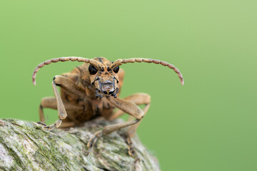 a longhorn beetle - Rhagium sycophanta