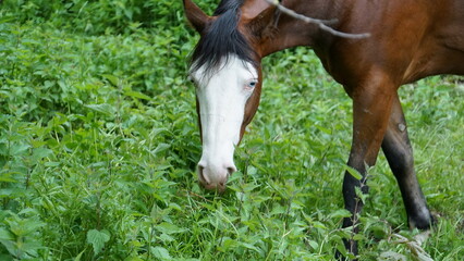 Pferd, Pferd in der Natur © Stefan