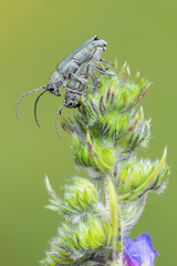 a longhorn beetle - Phytoecia coerulescens