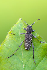 a longhorn beetle - Xylotrechus rusticus