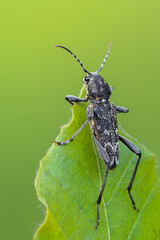 a longhorn beetle - Xylotrechus rusticus