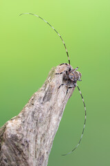 a longhorn beetle - Acanthocinus griseus
