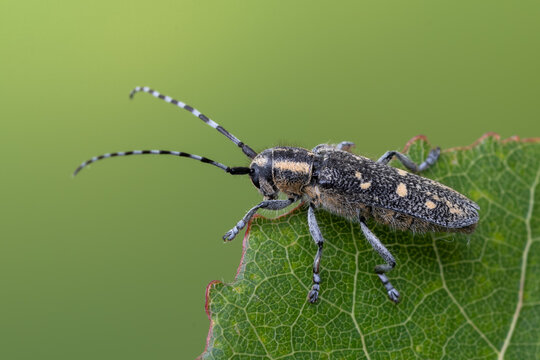a longhorn beetle - Saperda populnea
