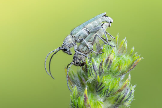 a longhorn beetle - Phytoecia coerulescens