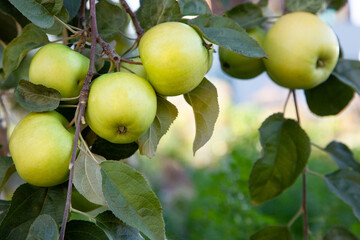 Ripe green apples on a tree branch in the garden. Harvest apples.