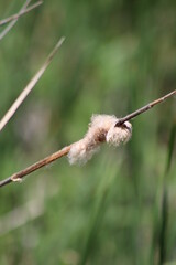 old cattail plant