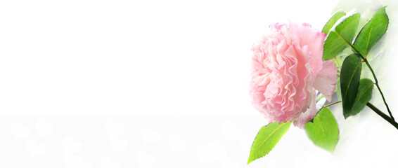 Beautiful single pink rose flower isolated on white background. Roses are wonderful flowers to express your feelings on International Women's Day, Mother's Day, Valentine's Day and more. 