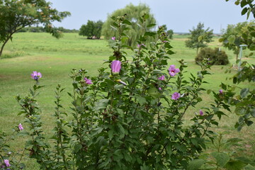 Flowering Plant in a Yard