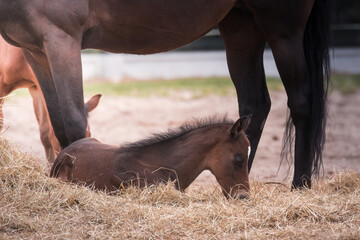 A beautiful young horse on the paddock at the horse farm. A foal on the farm, a beautiful little...