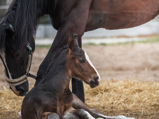 A beautiful young horse on the paddock at the horse farm. A foal on the farm, a beautiful little horse, brown in color. Stable with driving lessons.