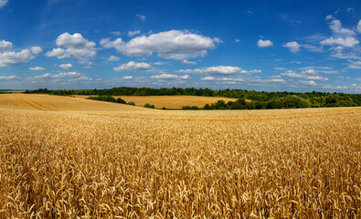 Wheat field under blue sky. Rich harvest theme. Rural landscape with ripe golden wheat. The global problem of grain in the world.