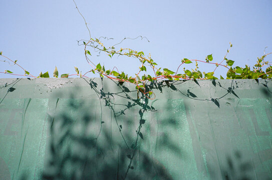vines on a wall