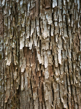bark of a tree