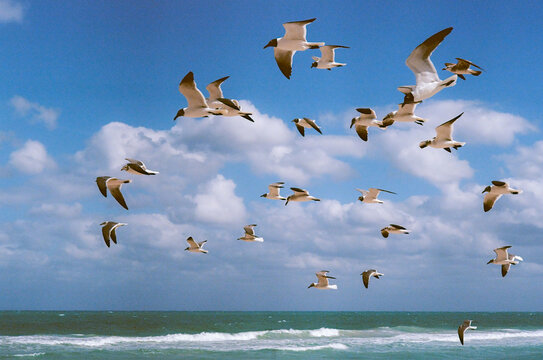 Seagull birds at Miami Beach, Florida