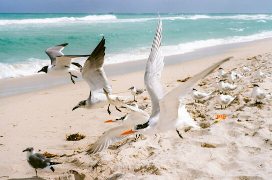 Seagull birds at Miami Beach, Florida