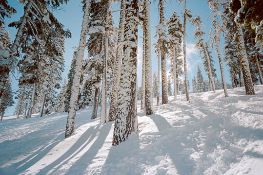 Snow covered trees in Lake Tahoe, California