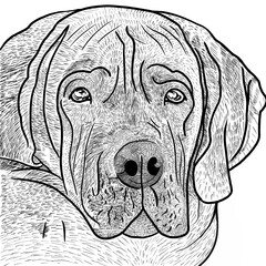 Illustrated silhouette of Great Dane breed dog head lying on side, pet, loyal friend, companionship, man's best friend - obrazy, fototapety, plakaty