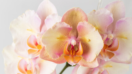 Fototapeta na wymiar Pink yellow orange peloric orchid closeup. Phalaenopsis Legato.