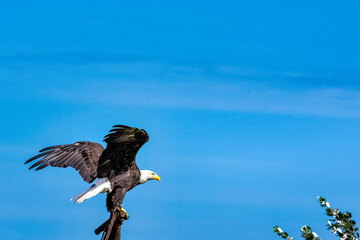 Young bald eagle (Haliaeetus leucocephalus) also known as white-headed or white-tailed eagle, sea eagle or American eagle