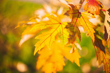 Obraz premium Autumn time - soft focus effect